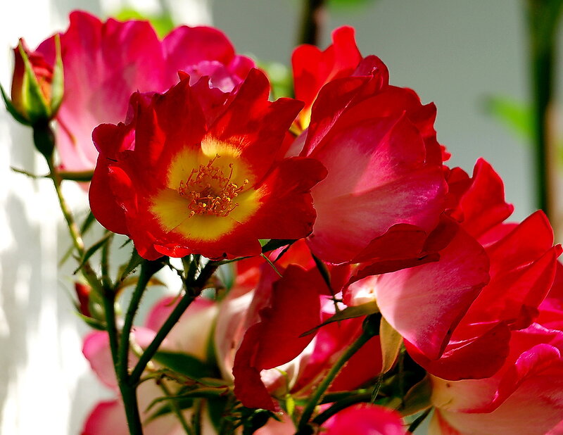 Red and Pink Roses — Bright