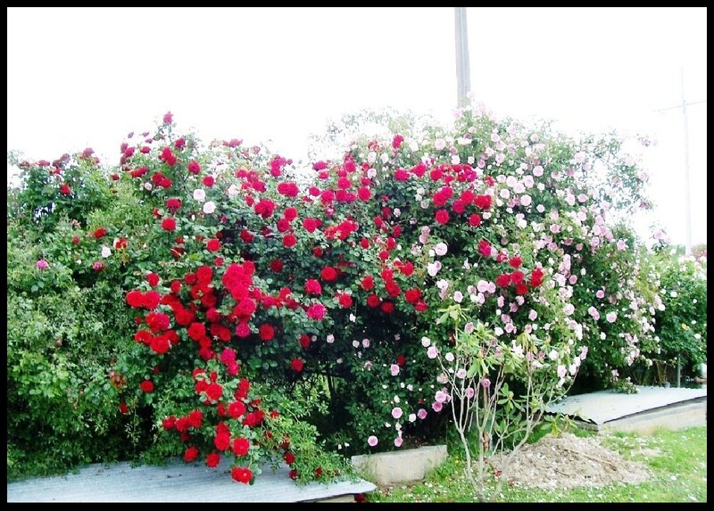 Red and Pink Roses — Calm, Afternoon
