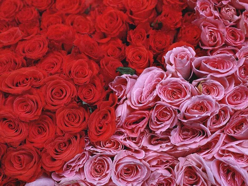 Red and Pink Roses — Calm, Photograph, Flowers, Bouquet