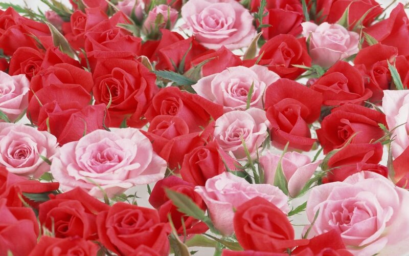 Red and Pink Roses — Calm, Photograph, Flowers, Leaves