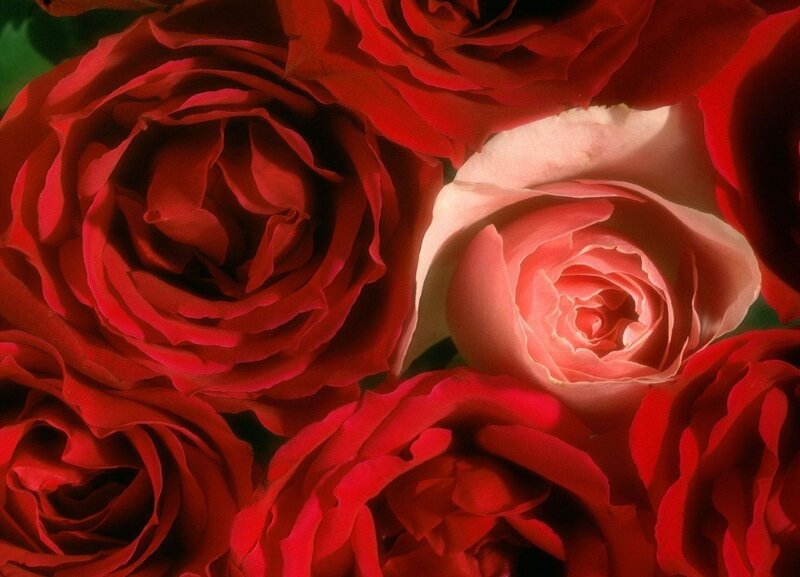 Red and Pink Roses — Calm, Photograph, Flowers, Petals