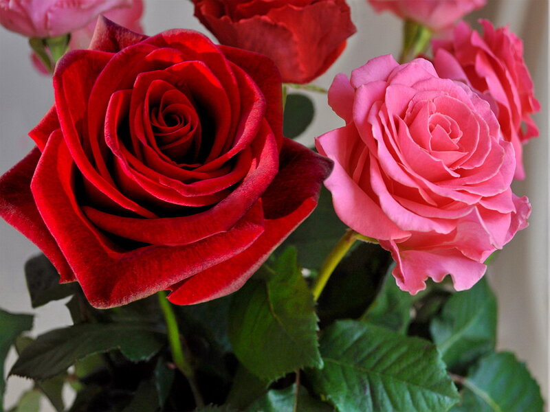 Red and Pink Roses — Calm, Photograph, Green Leaves, Buds