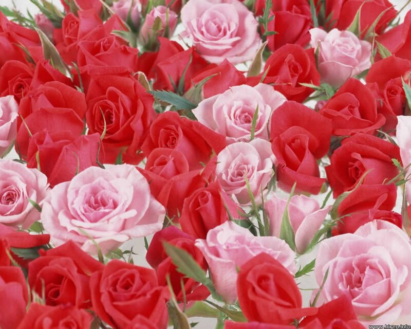 Red and Pink Roses — Calm, Photograph, Green Leaves, Flower Buds