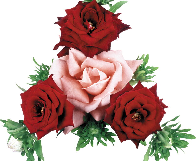 Red and Pink Roses — Calm, Photograph, Green Leaves
