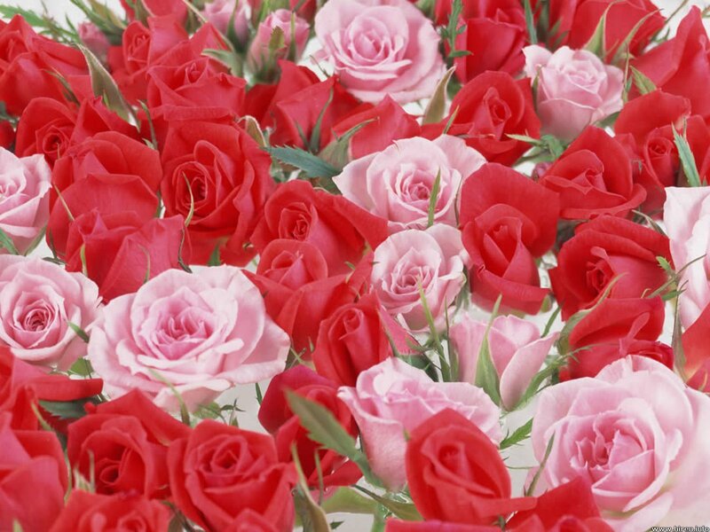 Red and Pink Roses — Calm, Photograph, Green Leaves, White