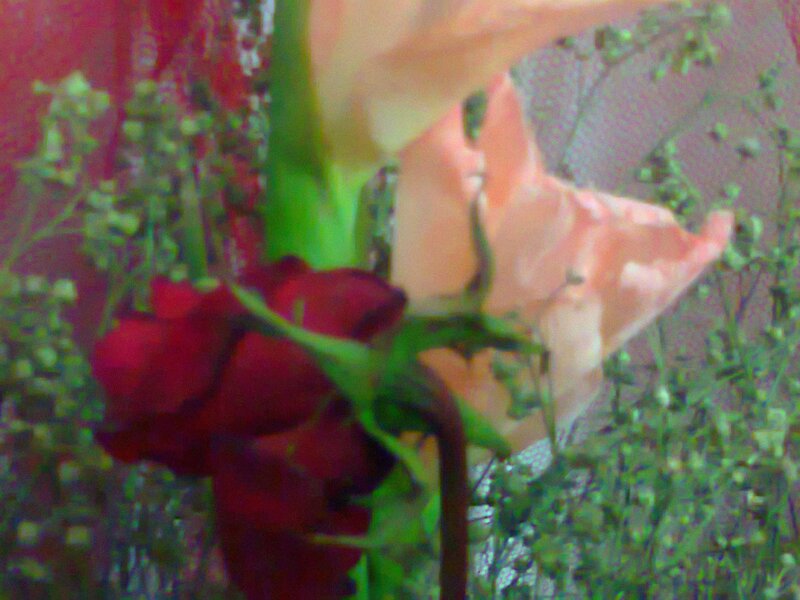Red and Pink Roses — Calm, Photograph