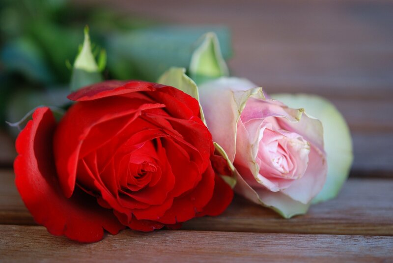 Red and Pink Roses — Calm, Photograph, Wooden Surface, Green Leaves