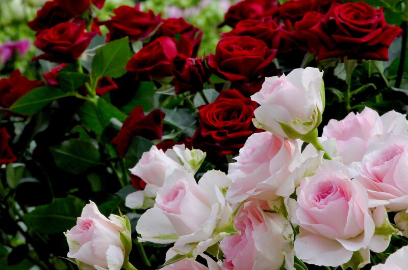 Red and Pink Roses — Calm, Spring