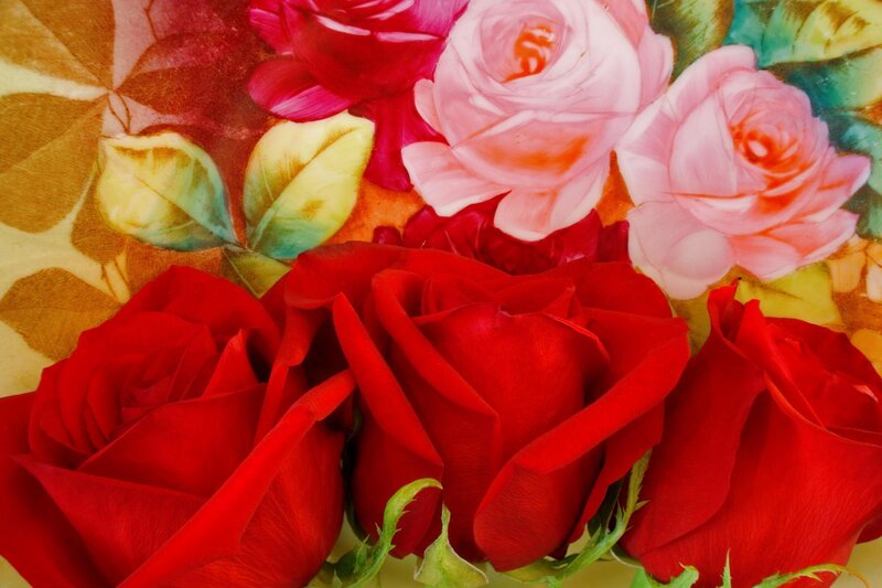 Red and Pink Roses — Calm
