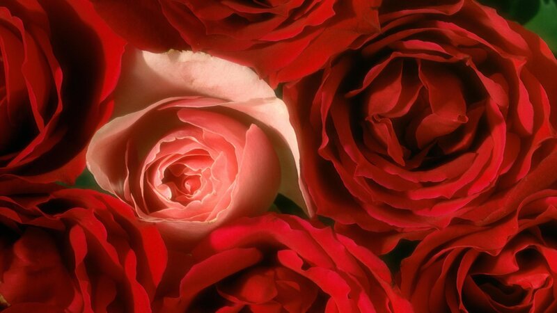 Red and Pink Roses — Dramatic, Photograph