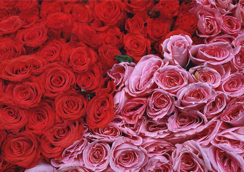 Red and pink roses in a bouquet