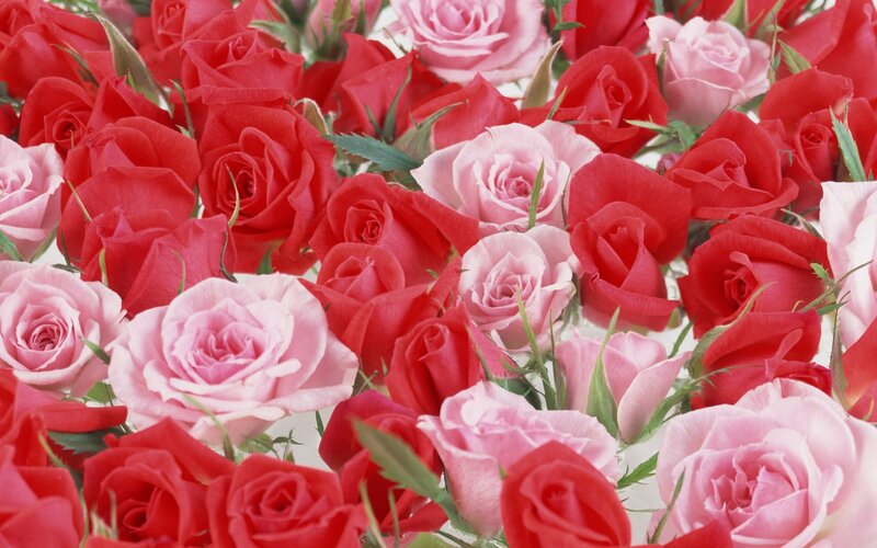 Red and pink roses in a bouquet