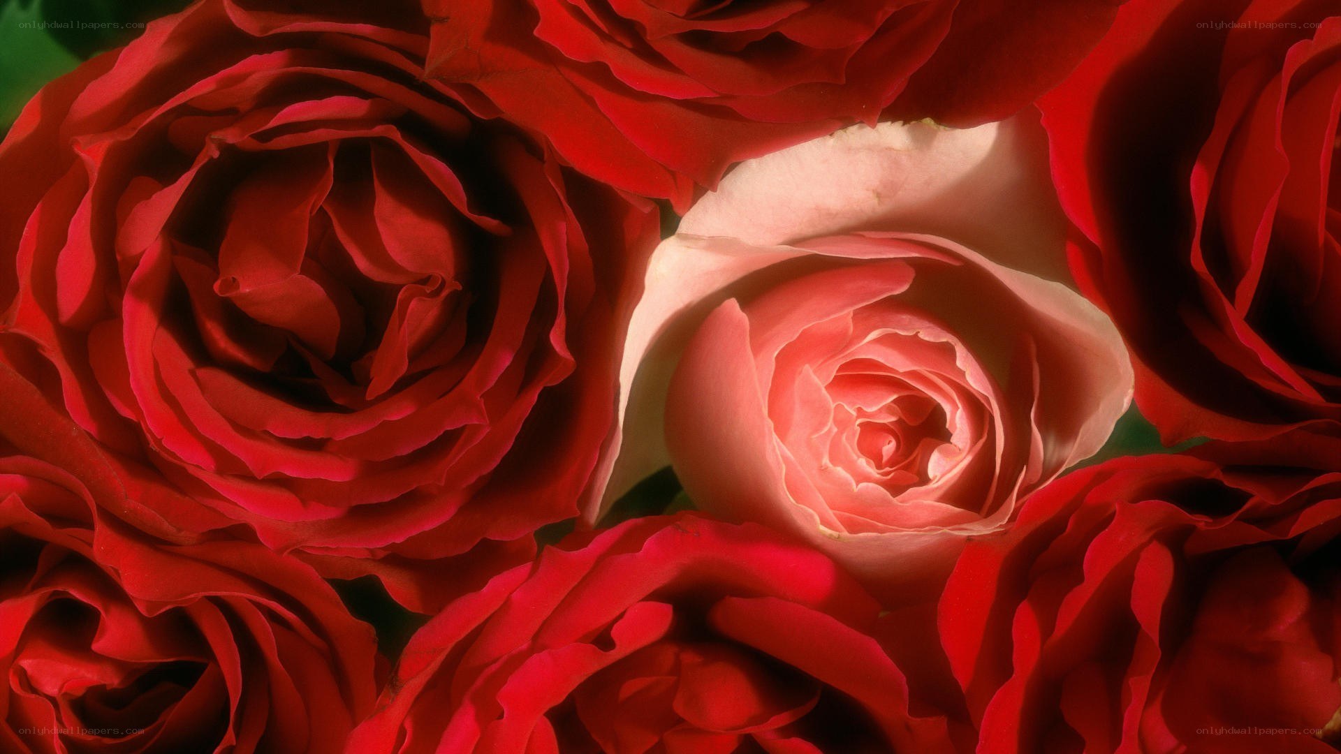 Red and pink roses in bloom