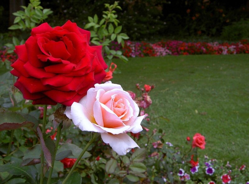 Red and pink roses in garden