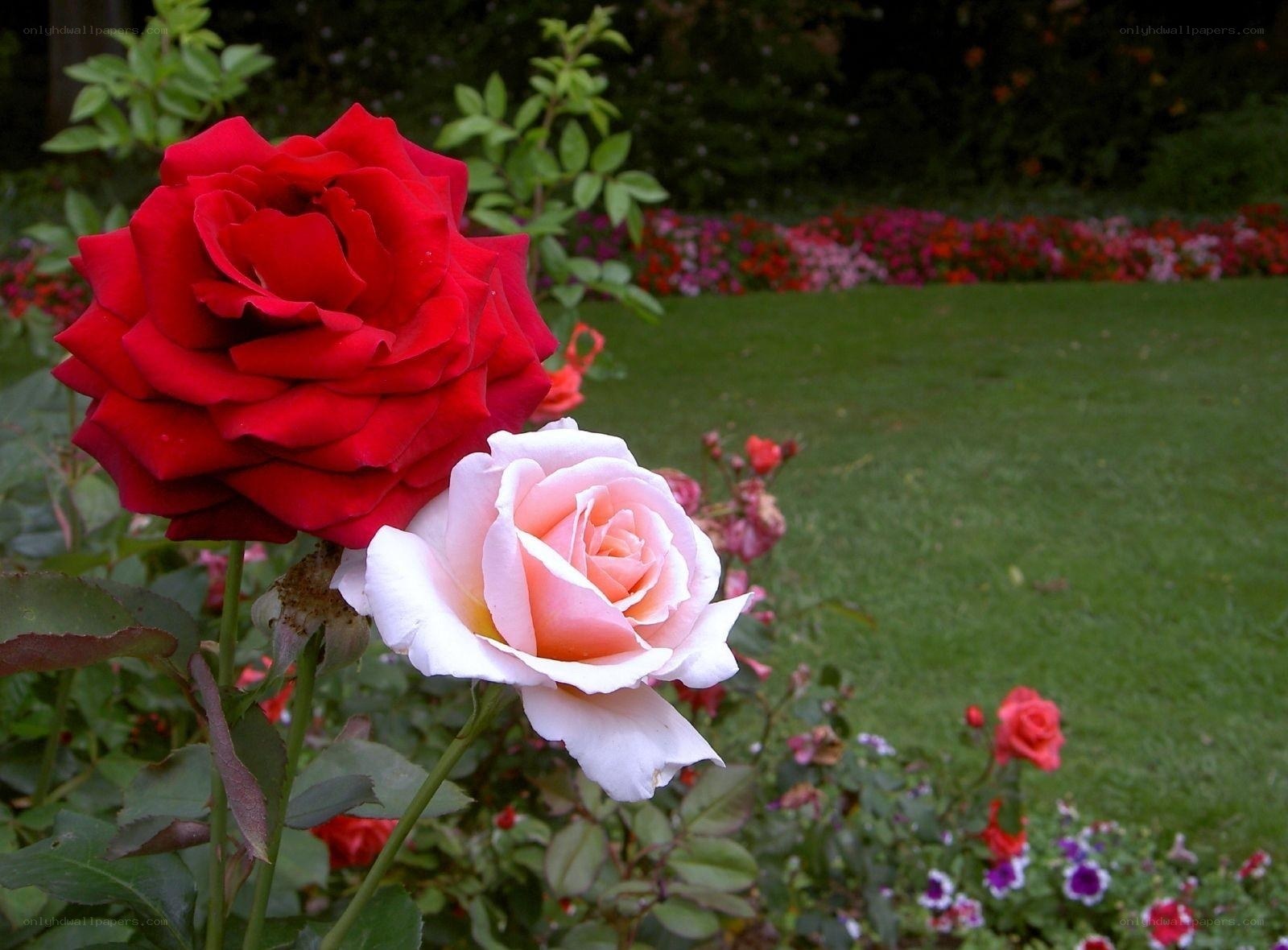 Red and pink roses in garden