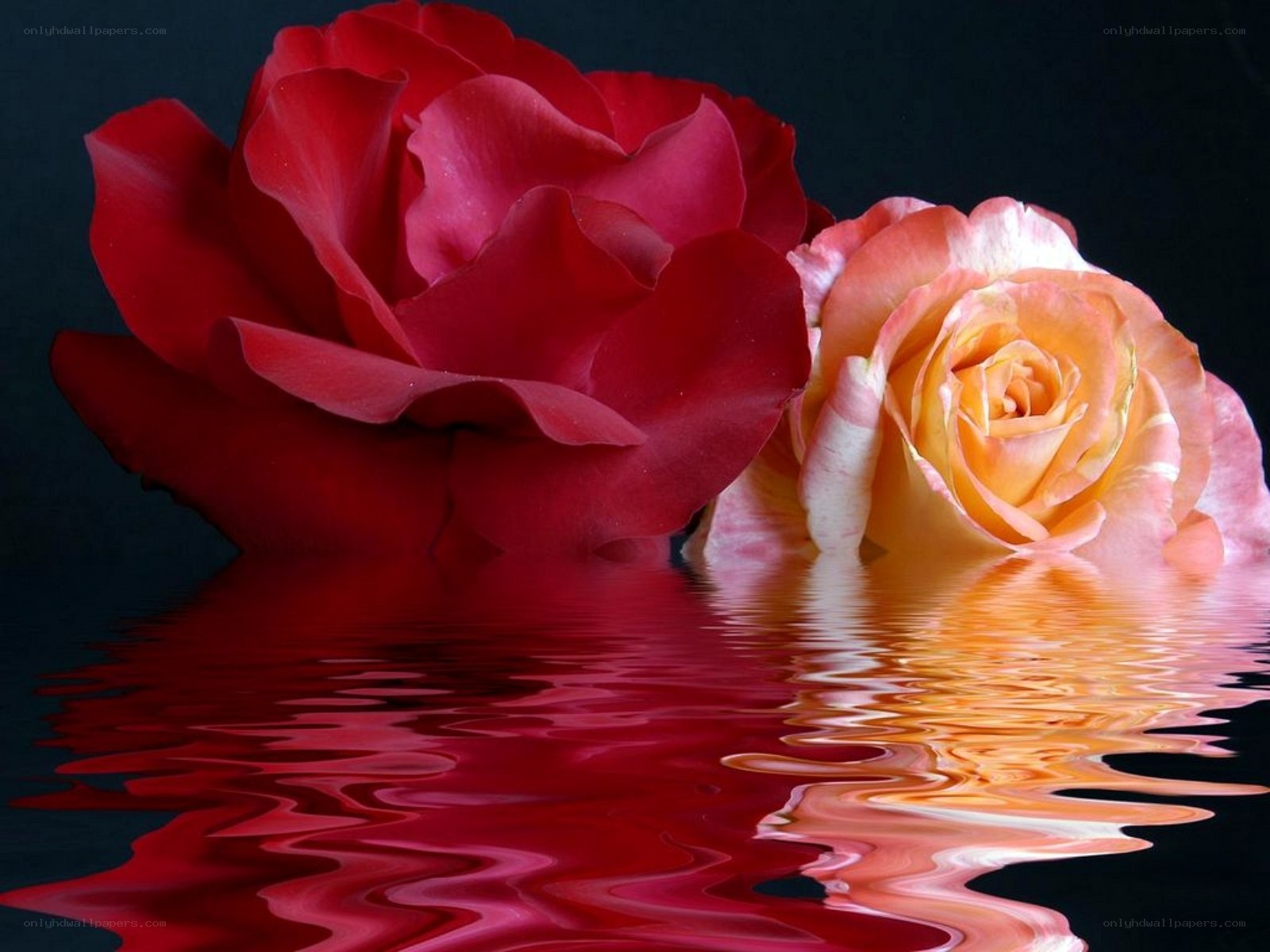 Red and pink roses in water