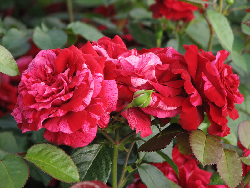 Red and Pink Roses — Natural