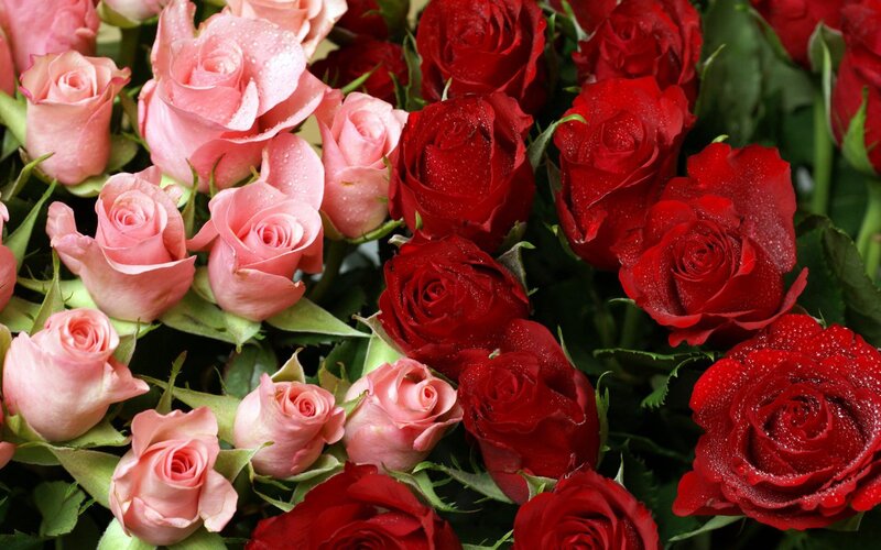 Red and Pink Roses — Photograph