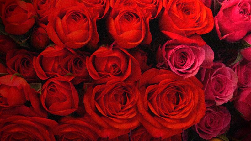 Red and Pink Roses — Romantic, Photograph, Flowers