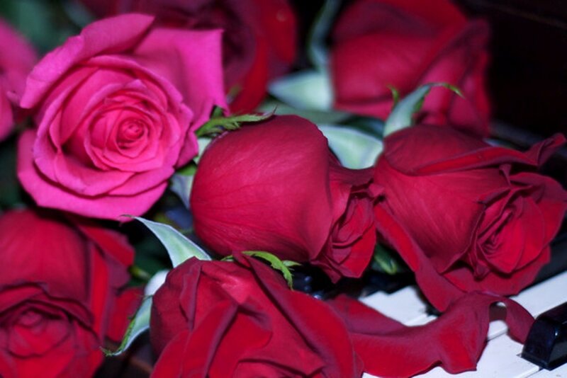 Red and Pink Roses — Romantic, Photograph
