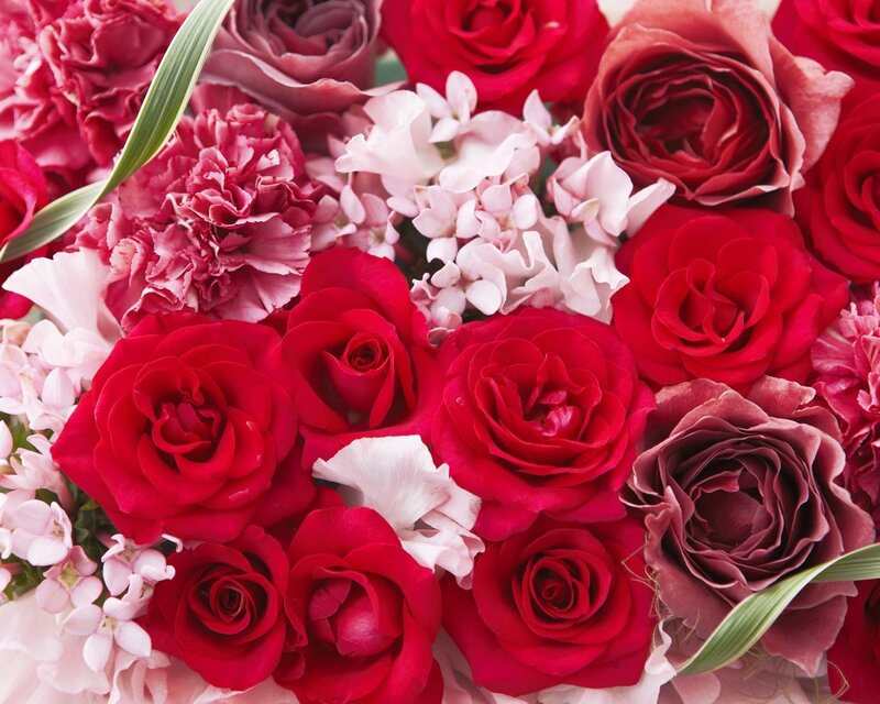 Red and Pink Roses — Romantic