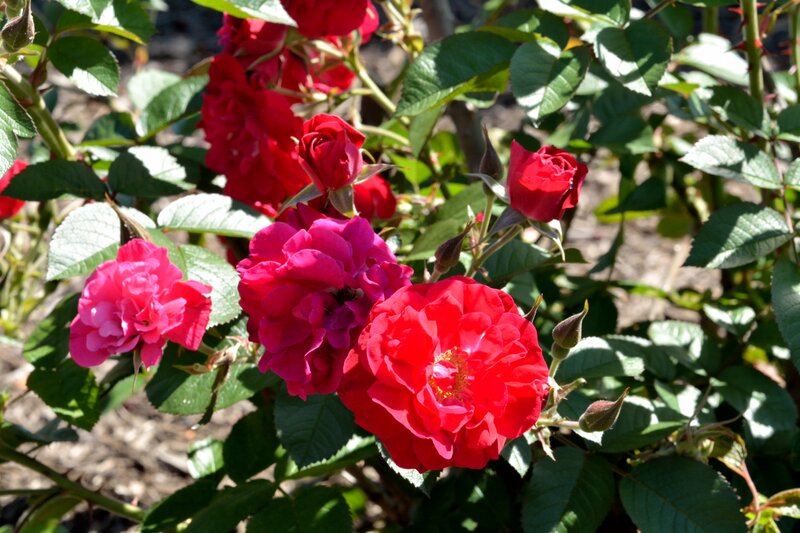 Red and Pink Roses — Serene, Afternoon