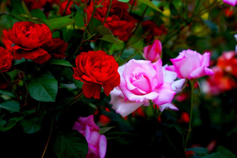 Red and Pink Roses — Serene, Photograph