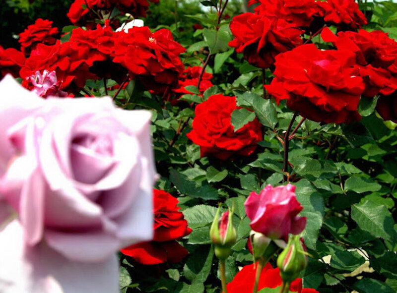Red and Pink Roses — Serene, Summer, Photograph