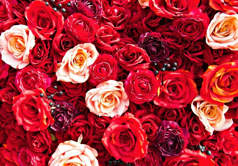 Red and Pink Roses — Vibrant, Photograph, Berries