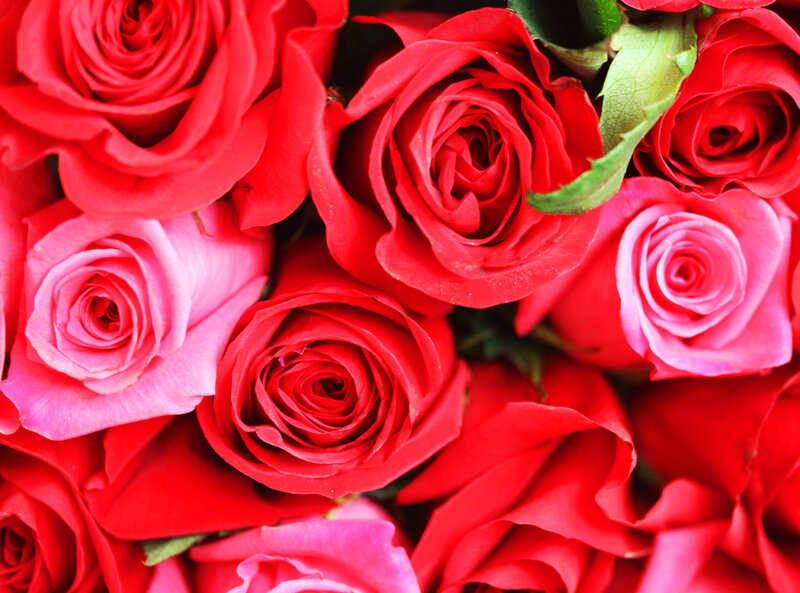 Red and Pink Roses — Vibrant, Photograph