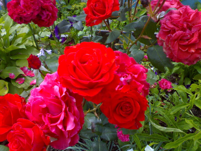 Red and Pink Roses — Vibrant