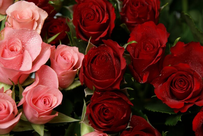 Red and pink roses with dew