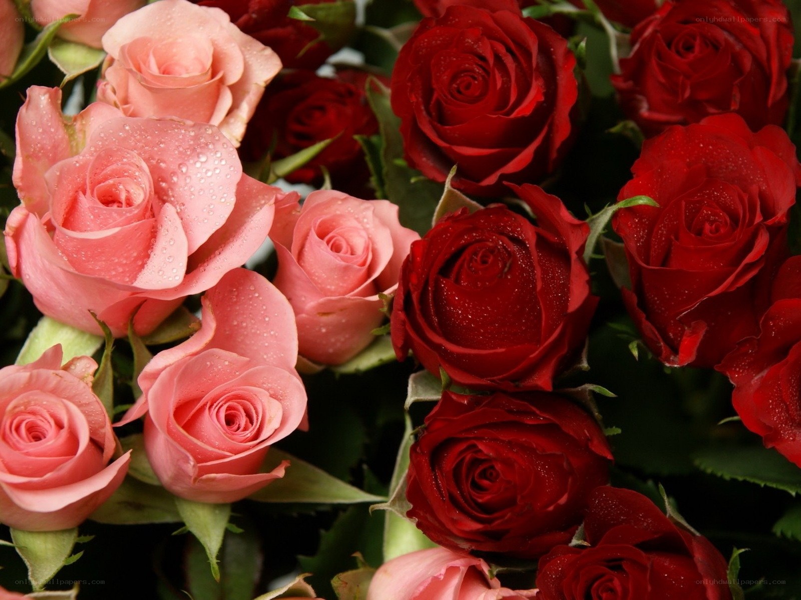 Red and pink roses with dew