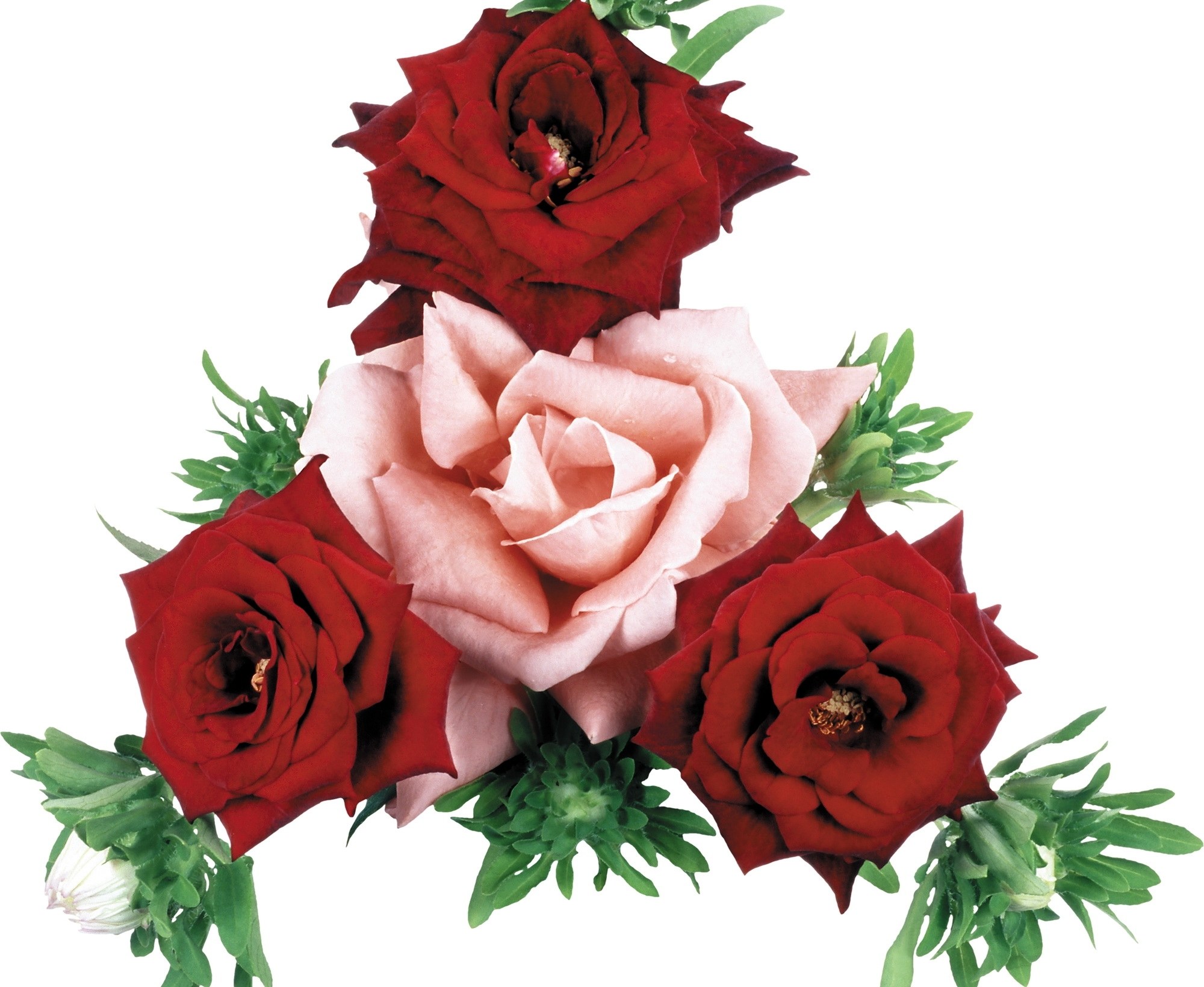 red and pink roses with green leaves
