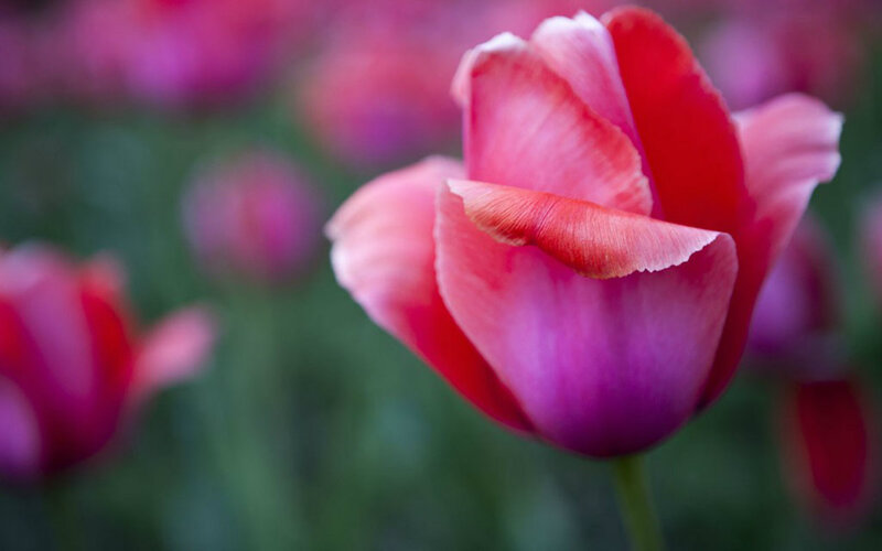 Red and Pink Tulip