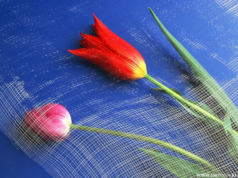 Red and Pink Tulips — Blue