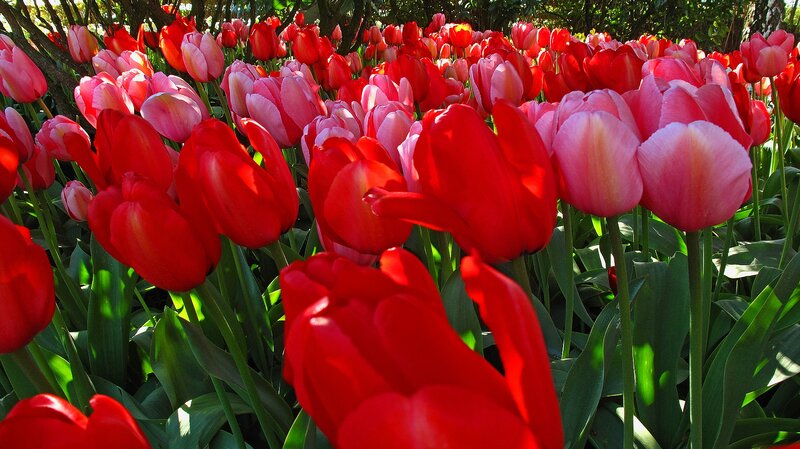 Red and Pink Tulips — Bright