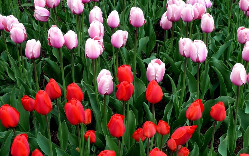 Red and Pink Tulips — Calm, Spring, Photograph, Green Leaves