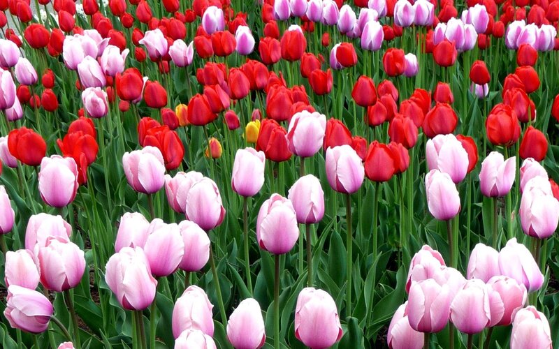 Red and Pink Tulips — Calm, Spring, Photograph