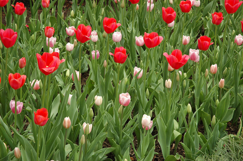 Red and Pink Tulips — Calm