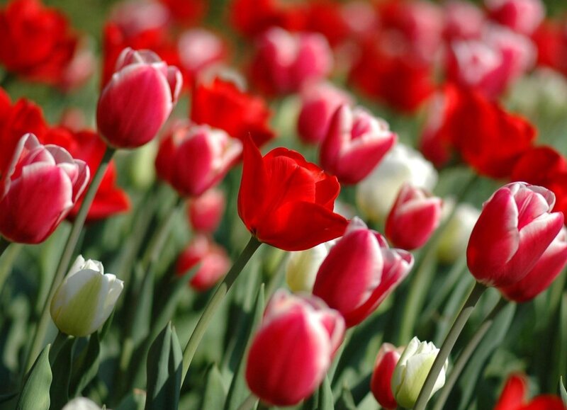 Red and pink tulips in a field
