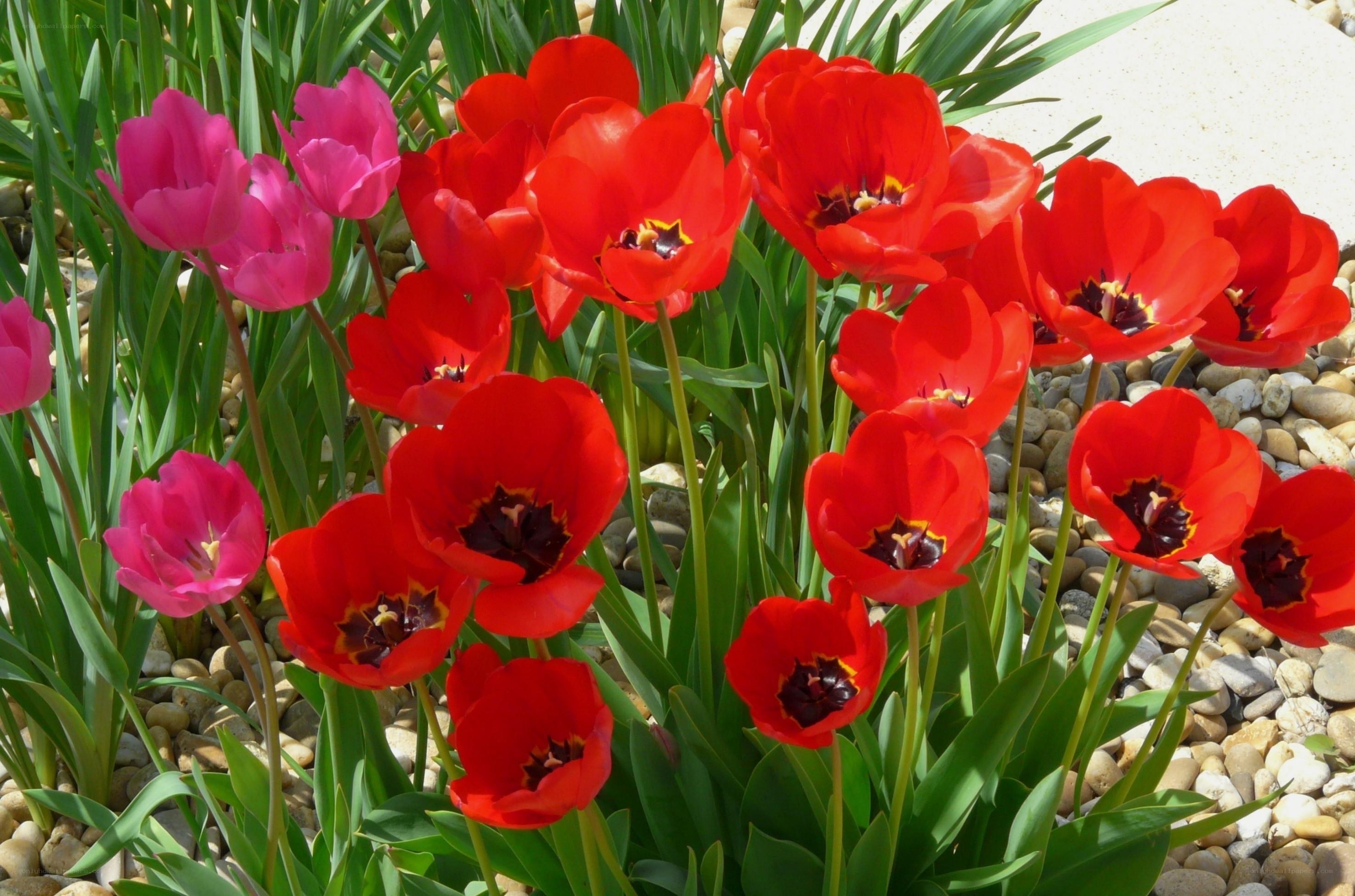 Red and pink tulips in garden