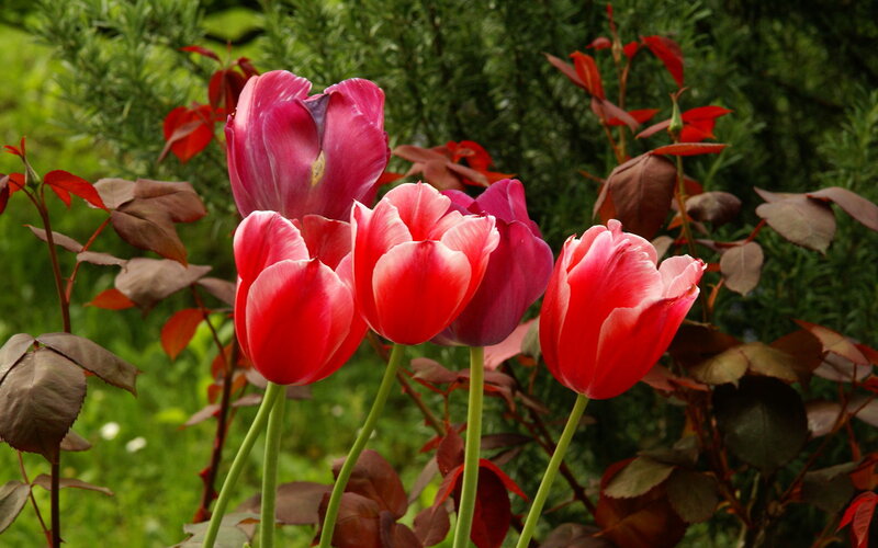 Red and Pink Tulips