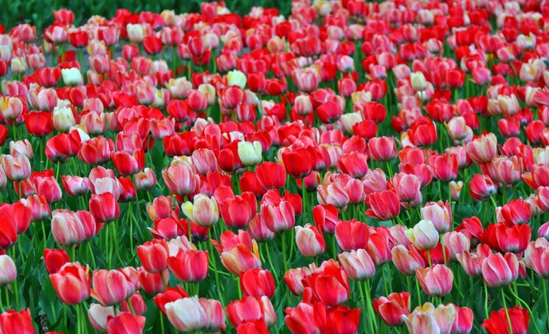 Red and Pink Tulips — Vibrant