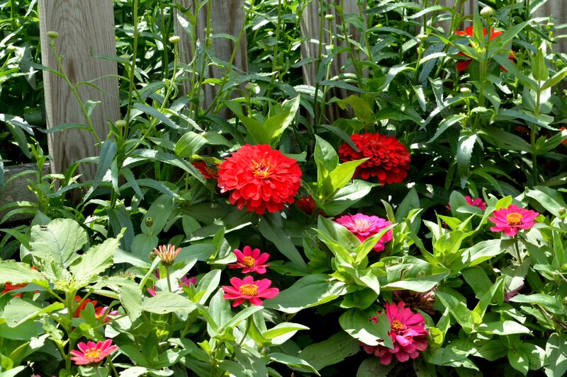 Red and Pink Zinnia Flowers — Bright