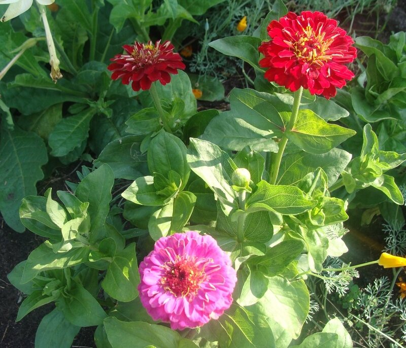 Red and Pink Zinnia Flowers — Calm