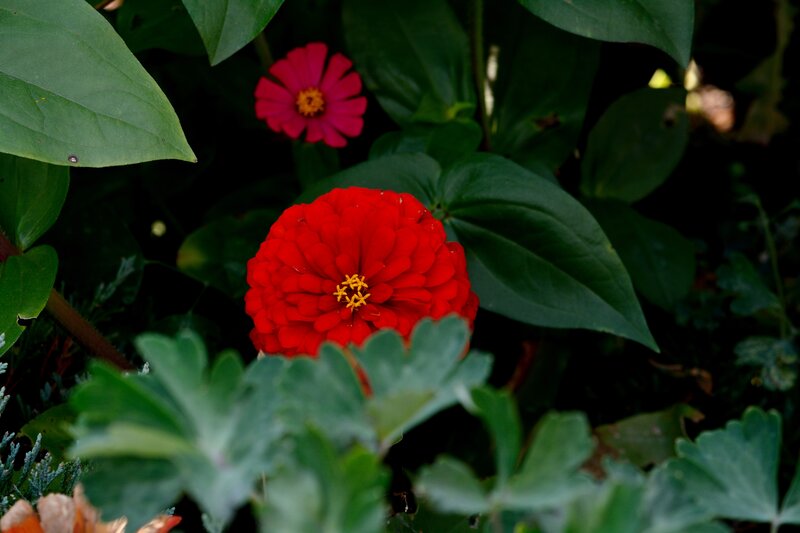 Red and Pink Zinnia Flowers — Natural