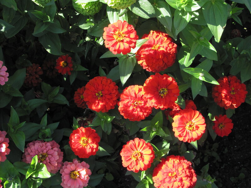 Red and Pink Zinnia Flowers
