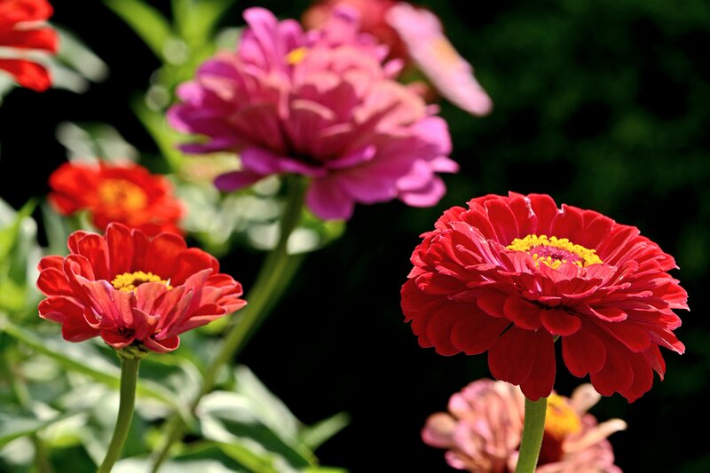 Red and Pink Zinnia Flowers — Vibrant