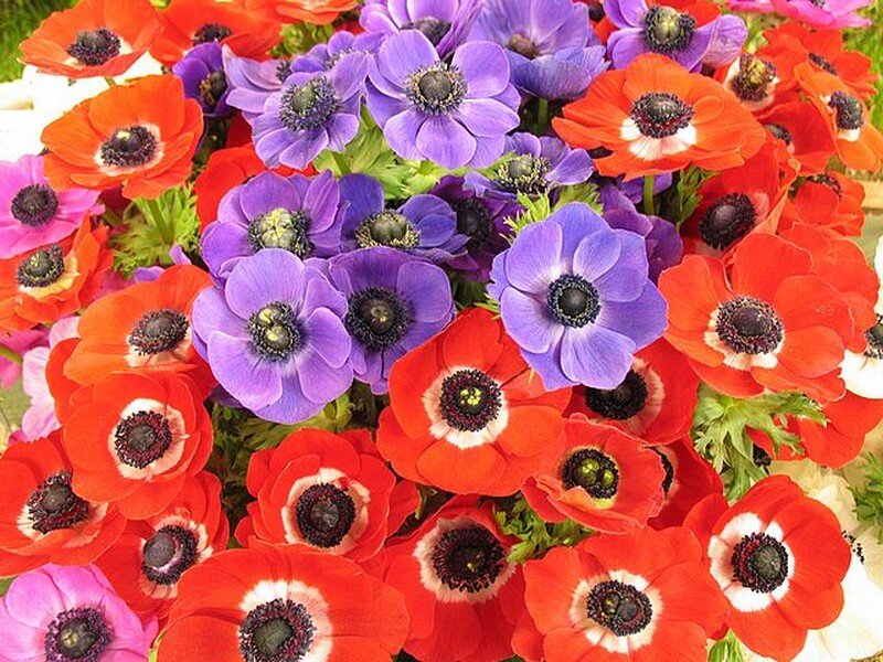 Red and Purple Anemones